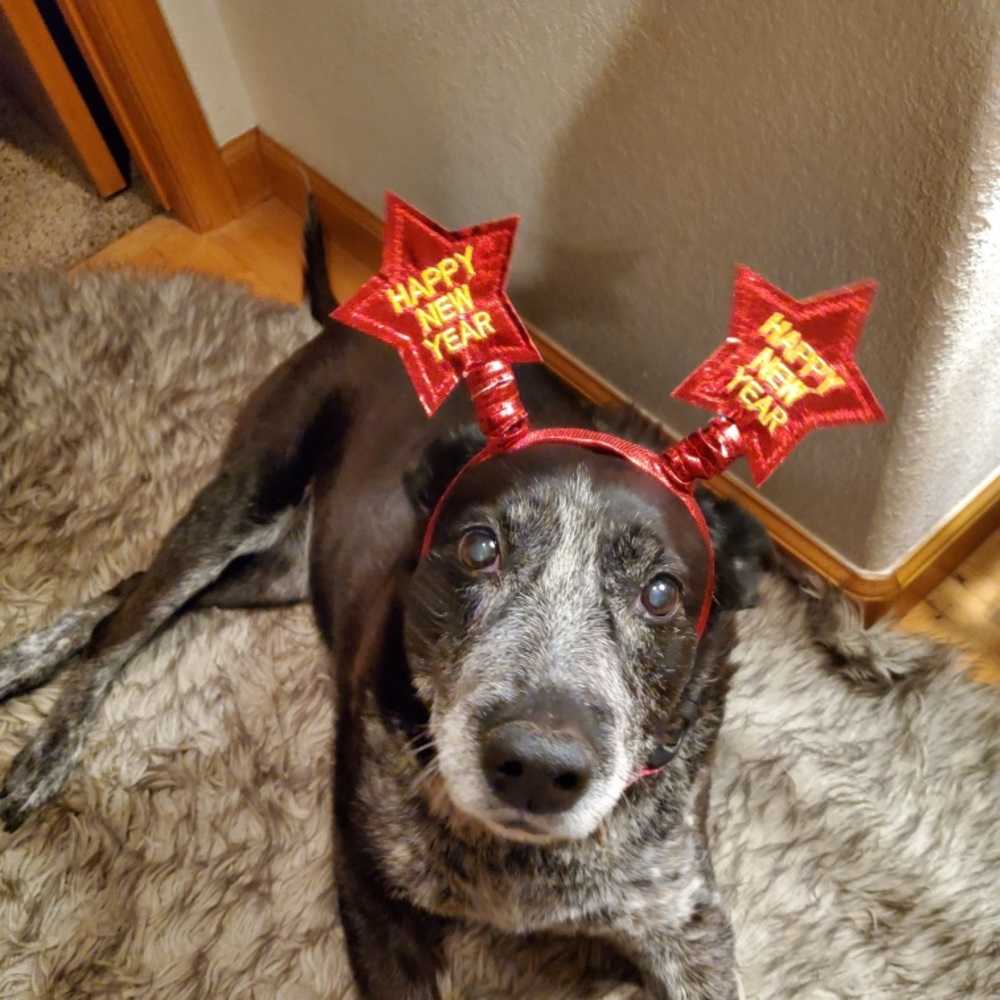 Meet your Posher, Sunny